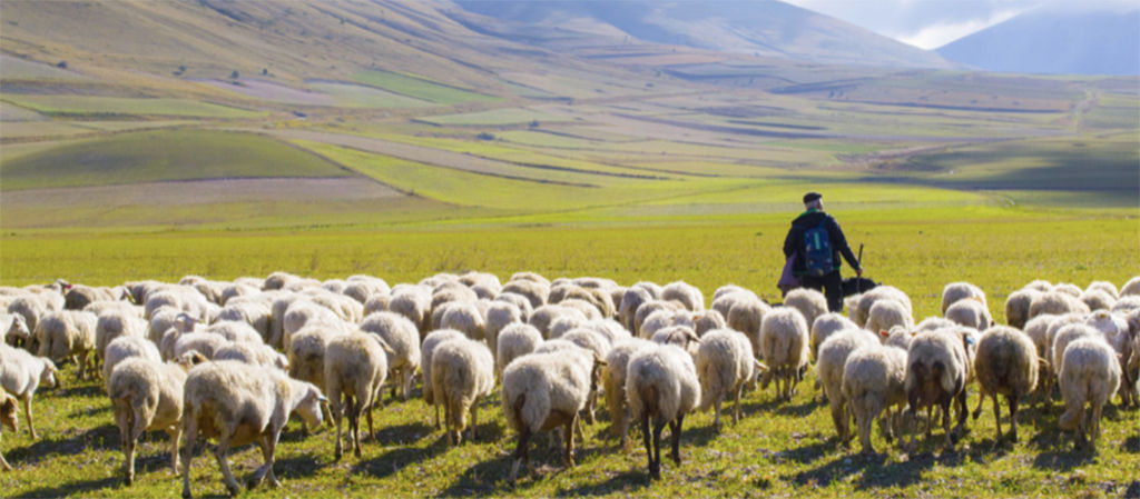 farmer with shoop